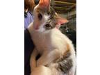 Adopt Makayla a Calico or Dilute Calico Domestic Shorthair (short coat) cat in