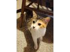 Adopt Macy JB a Calico or Dilute Calico Domestic Shorthair (short coat) cat in