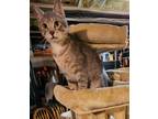 Adopt Mara a Gray, Blue or Silver Tabby Domestic Shorthair (short coat) cat in