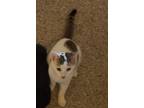 Adopt Misty a White (Mostly) Domestic Shorthair (short coat) cat in Sykesville