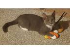 Adopt Sasha a Gray or Blue (Mostly) Domestic Shorthair (short coat) cat in