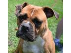 Adopt Carson - a Brown/Chocolate Boxer / Mixed dog in RIDGELAND, SC (36170927)