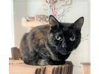 Adopt Sofia a Domestic Shorthair / Mixed (short coat) cat in Brigham City -