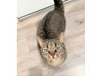 Adopt Suki a Domestic Shorthair / Mixed (short coat) cat in Brigham City -