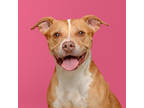 Adopt Princess a Tan/Yellow/Fawn American Pit Bull Terrier / Mixed dog in