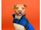 Adopt King a Red/Golden/Orange/Chestnut American Pit Bull Terrier / Mixed dog in