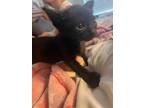 Adopt Panther a Domestic Shorthair / Mixed (short coat) cat in Ocala