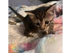 Adopt Olive a Brown Tabby Domestic Shorthair / Mixed (short coat) cat in Ocala