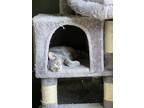Adopt Fancy Nancy a Gray, Blue or Silver Tabby Domestic Shorthair / Mixed (long