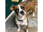 Adopt Duke a Tan/Yellow/Fawn Boxer / Mixed dog in Tulsa, OK (38469890)