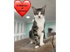 Adopt Hamm a Spotted Tabby/Leopard Spotted Domestic Shorthair / Mixed cat in San