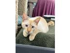Adopt Triton a Spotted Tabby/Leopard Spotted Domestic Shorthair cat in San Leon
