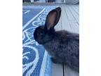 Adopt Ronnie a Black Silver Fox rabbit in East Greenville, PA (38205830)