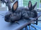 Adopt Karen a Black Silver Fox rabbit in East Greenville, PA (38205832)