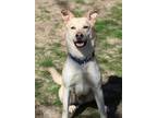 Adopt Milo a Tan/Yellow/Fawn - with White Husky / Labrador Retriever dog in
