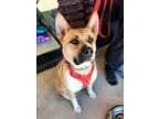 Adopt George a Akita dog in Albuquerque, NM (36164437)