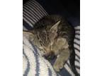 Adopt Munchkin a Spotted Tabby/Leopard Spotted Domestic Shorthair / Mixed cat in
