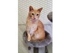 Adopt Logan a Orange or Red Tabby Domestic Shorthair (short coat) cat in Dallas