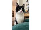 Adopt Pancho a Domestic Shorthair cat in New York, NY (38403791)