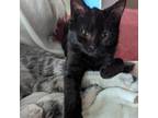 Adopt Annie Rice a All Black Domestic Shorthair / Mixed cat in Union