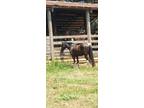 Spotted Saddle Horse gelding for sale