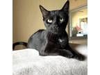 Adopt Cayenne a All Black Domestic Shorthair / Mixed cat in Fredericksburg