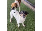 Adopt Bruce a White - with Black Jack Russell Terrier / Mixed dog in Richmond