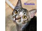 Adopt Winston a Brown Tabby Domestic Shorthair (short coat) cat in Alamo