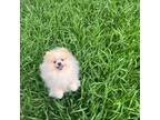 Pomeranian Puppy for sale in Alvin, TX, USA