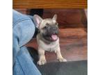 French Bulldog Puppy for sale in Saint Peters, MO, USA
