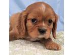 Cavalier King Charles Spaniel Puppy for sale in Bloomington, IN, USA