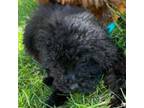 Poodle (Toy) Puppy for sale in Warrenton, MO, USA