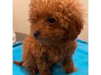 Poodle (Toy) Puppy for sale in Warrenton, MO, USA