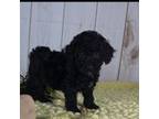 Poodle (Toy) Puppy for sale in New Paris, IN, USA