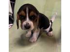 Beagle Puppy for sale in Arvin, CA, USA