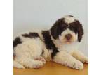 Mutt Puppy for sale in Saint Ignatius, MT, USA