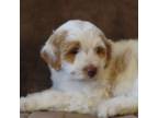 Mutt Puppy for sale in Saint Ignatius, MT, USA