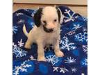 Cavapoo Puppy for sale in Fitzgerald, GA, USA