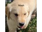 SOLD* Mash