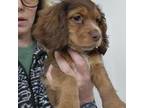 Cocker Spaniel Puppy for sale in Hotchkiss, CO, USA