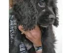 Cocker Spaniel Puppy for sale in Hotchkiss, CO, USA