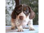 Dachshund Puppy for sale in Haines City, FL, USA