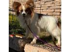 Papillon Puppy for sale in Phoenix, AZ, USA