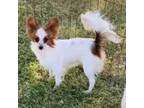 Papillon Puppy for sale in Phoenix, AZ, USA