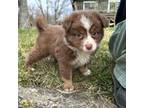 Miniature Australian Shepherd Puppy for sale in Yorkville, IL, USA