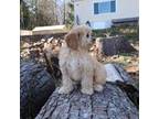 Cavapoo Puppy for sale in Marysville, WA, USA