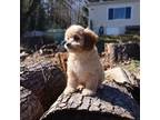 Cavapoo Puppy for sale in Marysville, WA, USA