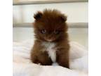 Pomeranian Puppy for sale in Corona, CA, USA