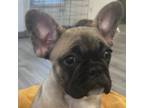 French Bulldog Puppy for sale in East Amherst, NY, USA