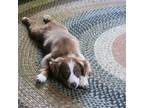 Miniature Australian Shepherd Puppy for sale in Checotah, OK, USA